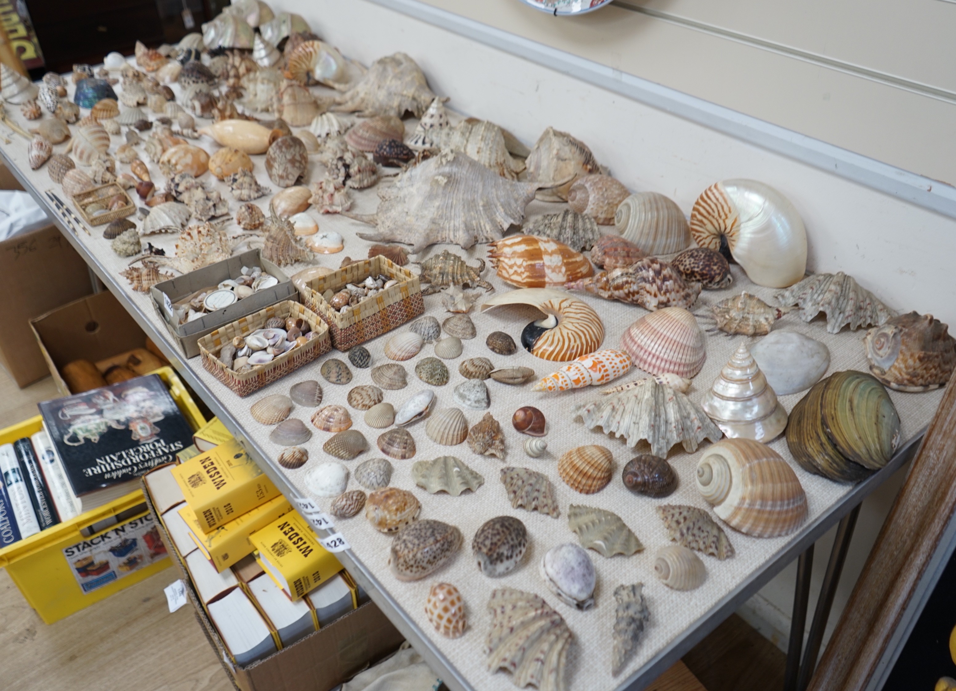 An interesting collection of 19th century and later sea shells of various species, some specimens with inscribed labels